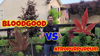 Red Japanese Maples  Bloodgood vs Atropurpureum The winner will surprise you [upl. by Dukie]