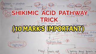 Biosynthesis Of Phenolics Shikimic Acid Pathway [upl. by Rep903]