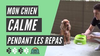 Comment avoir un chien ou chiot calme au moment du repas [upl. by Zoller]