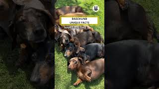 Daschund Unique Facts funnydogs shorts dog [upl. by Barbi]