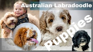 Australian Labradoodle Puppies  Born 61321 [upl. by Retsam721]