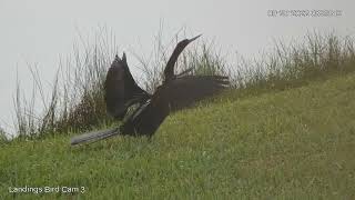 Anhinga Spreads Wings Takes Off Over Water – Sept 20 2022 [upl. by Zeke]