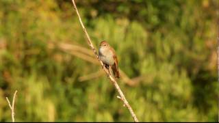 Nachtegaal  Luscinia megarhynchos  Nightingale [upl. by Munson510]