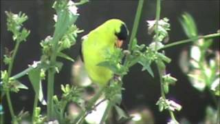 Goldfinch eating chicory seeds [upl. by Etnoj508]