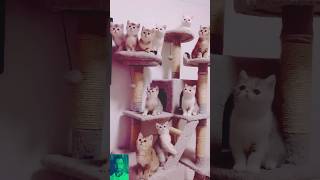 kitten meow meow cat funny meow shorts viral [upl. by Ilatfan]