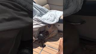 A Day In The Life BoatDay in St Pete Florida with My Pomeranian [upl. by Lavinia]