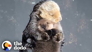 Otter Moms Wrap Their Babies in Seaweed Blankets  The Dodo [upl. by Anitnoc]