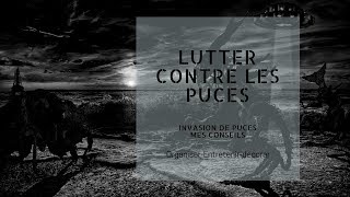 Lutter contre les puces  Mes 11 conseils [upl. by Ahsieki]