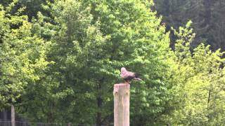 Falknerei Show im Wildpark Neuhaus Holzminden 14 6 2014 Cultus Ferox [upl. by Orlan]