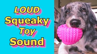 Squeaky Toy Sounds Sounds Dogs React To Sounds that attract dogs prankyourdog squeaky [upl. by Luise]