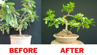 How to Make Bonsai  Khirni Manilkara hexandra Full Update [upl. by Ajak]