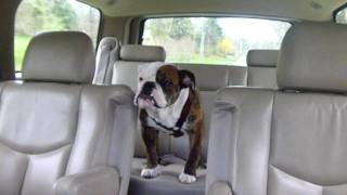 English Bulldog crying [upl. by Kcitrap]