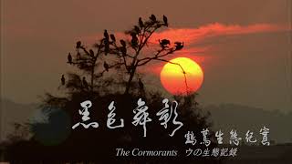 The Cormorants English [upl. by Anertac]