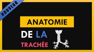 Anatomie De La Trachée [upl. by Nylzor]