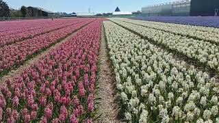 Tulips Farm The Netherlands [upl. by Aixela998]