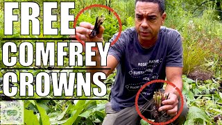 Comfrey Crown GIVEAWAY  How to Plant Comfrey Crowns [upl. by Kendy756]