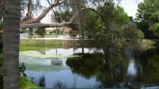 Lake Restoration Project  Lake Judy Lee  Largo Florida  Eco Pond Rescue [upl. by Polivy]