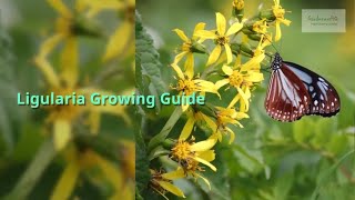 Ligularia Growing Guide [upl. by Connolly]