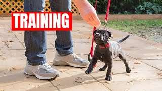 How To Train Staffy Puppy Staffordshire Bull Terrier Training [upl. by Nemraciram]