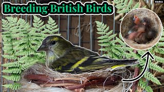 Finallythe FIRST Siskin Chicks  Breeding British Birds S1E11 [upl. by Laspisa]