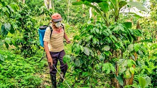 Fumigación Para El Control De Hierva o Maleza En El Cultivo De Café [upl. by Ag]