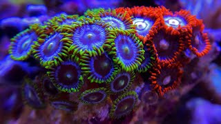 Coral Feeding Time Lapse Coral Eating [upl. by Theda]