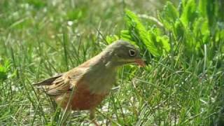 Ortolan Bunting  Emberiza hortulana [upl. by Annavaj]