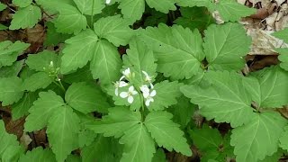 Toothwort and Garlic Mustard [upl. by Nemzzaj900]