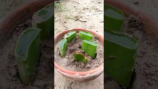 How to Grow Aloe Vera From Leafaloevera plant [upl. by Whiffen]