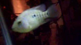 Texas Cichlid vs Goldfish [upl. by Azer76]