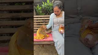 Really Adorable Baby Monkey Marry she is Take good care Baby Monkey TongTong [upl. by Nylisoj]