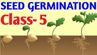 SEED GERMINATION  Class5  Science OLYMPIAD [upl. by Lokin187]