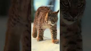 Animais Lince Ibérico shorts [upl. by Wrightson333]