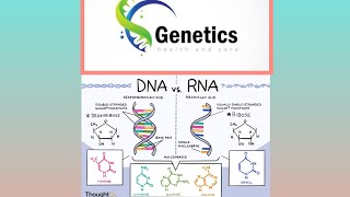 Nucleic acid and typesnucleicacids dna rna genetics genesis biology biochemistry [upl. by Eenalem445]