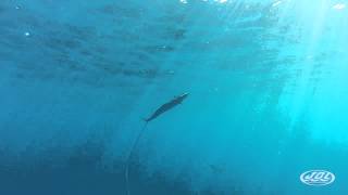 Wahoo Spearfishing Shot [upl. by Ikkim]