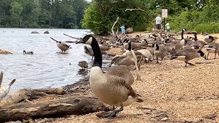 4K Walking Tour These Are The FRIENDLIEST Geese Ever [upl. by Medea]