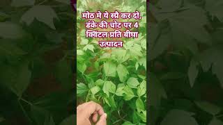 cowpea beans agriculture agricultural agri kisan [upl. by Marita]