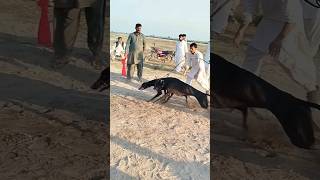 Greyhound Dog Race trending video viral shortvideo dog animals race puppy pets greyhound [upl. by Durer331]