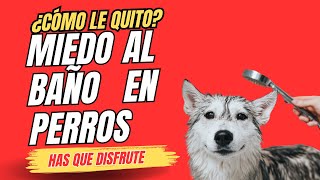 ¿Tu perro tiene miedo al baño Descubre cómo superarlo [upl. by Nocaj]