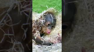 Sneezing Baby Orangutan  Cutest Moment Caught On Camera [upl. by Aicemak120]