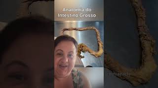 Anatomia do intestino grosso [upl. by Dayle135]