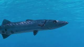 VIDEO Great Barracudas Can Swim at Speeds Up to 36 MPH  Oceana [upl. by Alaehs]