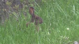 Snowshoe Hare Video [upl. by Agnew726]