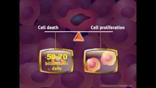 Introduction to Cancer Biology Part 2 Loss of Apoptosis [upl. by Aterg583]