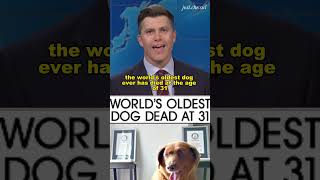 These swap jokes are hilarious snl colinjost comedysaturdaynightliveviral shorts laugh funny [upl. by Inavoj]