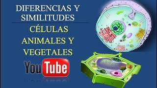 LAS CÉLULAS ANIMALES Y LAS CÉLULAS VEGETALES  Diferencias y Semejanzas [upl. by Eimareg]