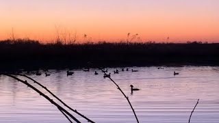 Ducks Swimming and Geese Flying [upl. by Marijo]