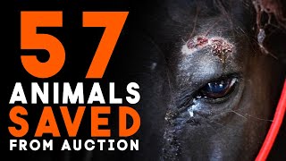 57 Animals Saved from Auction  Horse Shelter Heroes S4E34 [upl. by Aidaas]