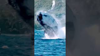 Humpback whale breaching with loud sounds mouth humpbackwhale whale oceanwhalewatching wildlife [upl. by Dorren]