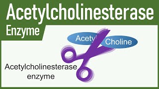 Acetylcholinesterase Enzyme [upl. by Fisk]